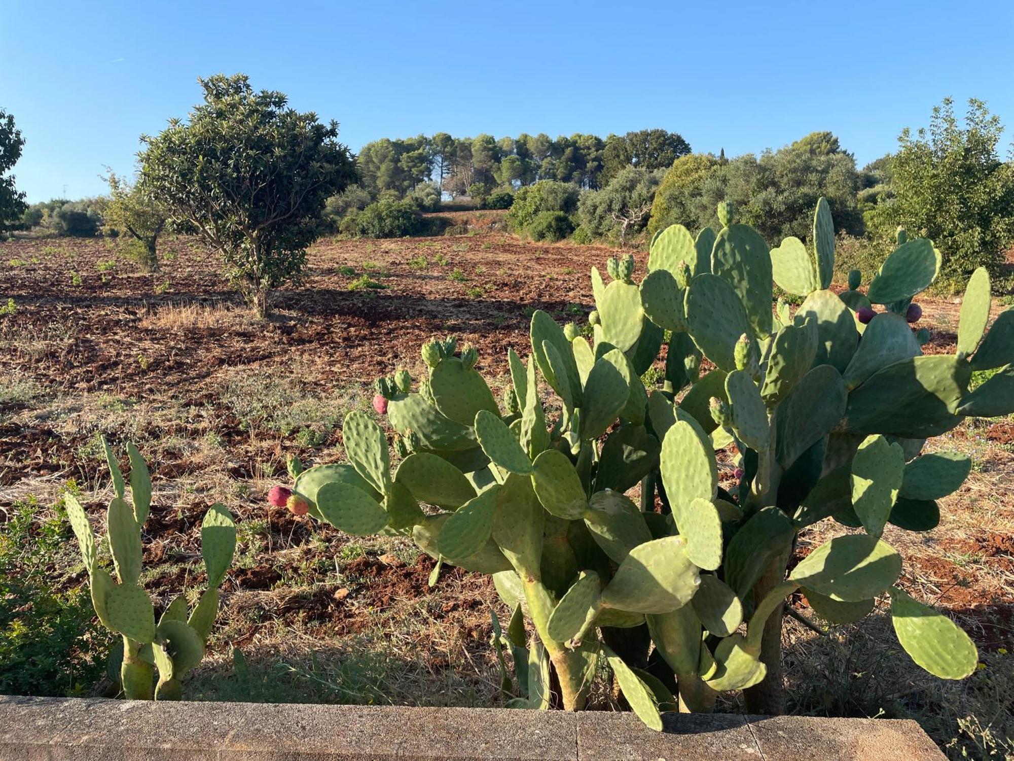 马丁纳弗兰卡Trulli Del Sole别墅 外观 照片