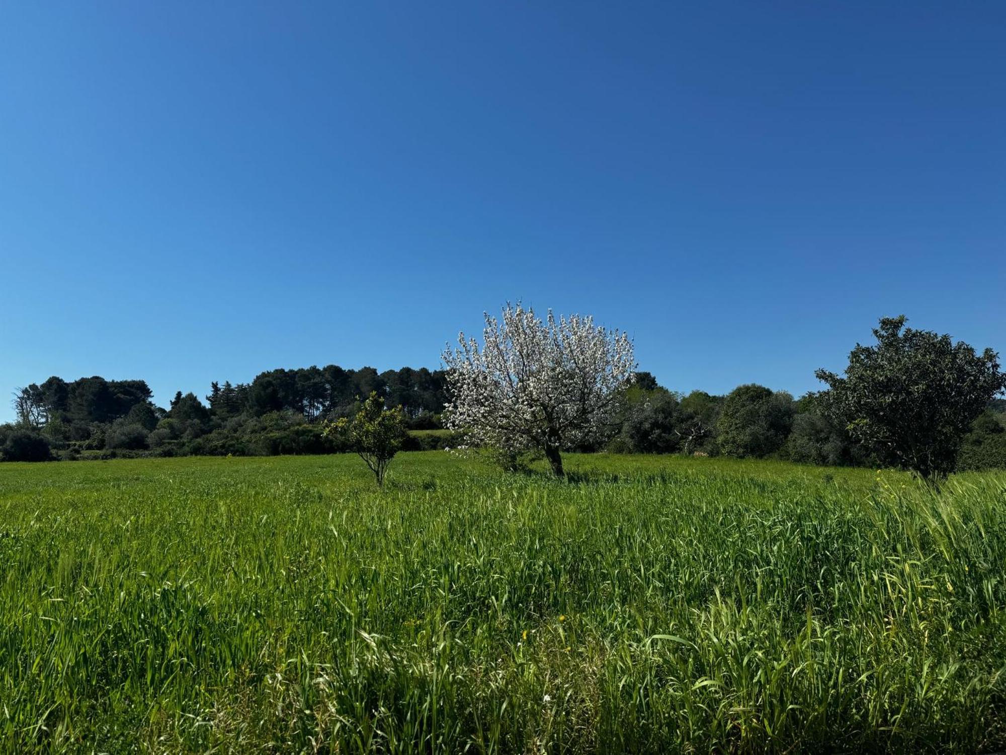 马丁纳弗兰卡Trulli Del Sole别墅 外观 照片