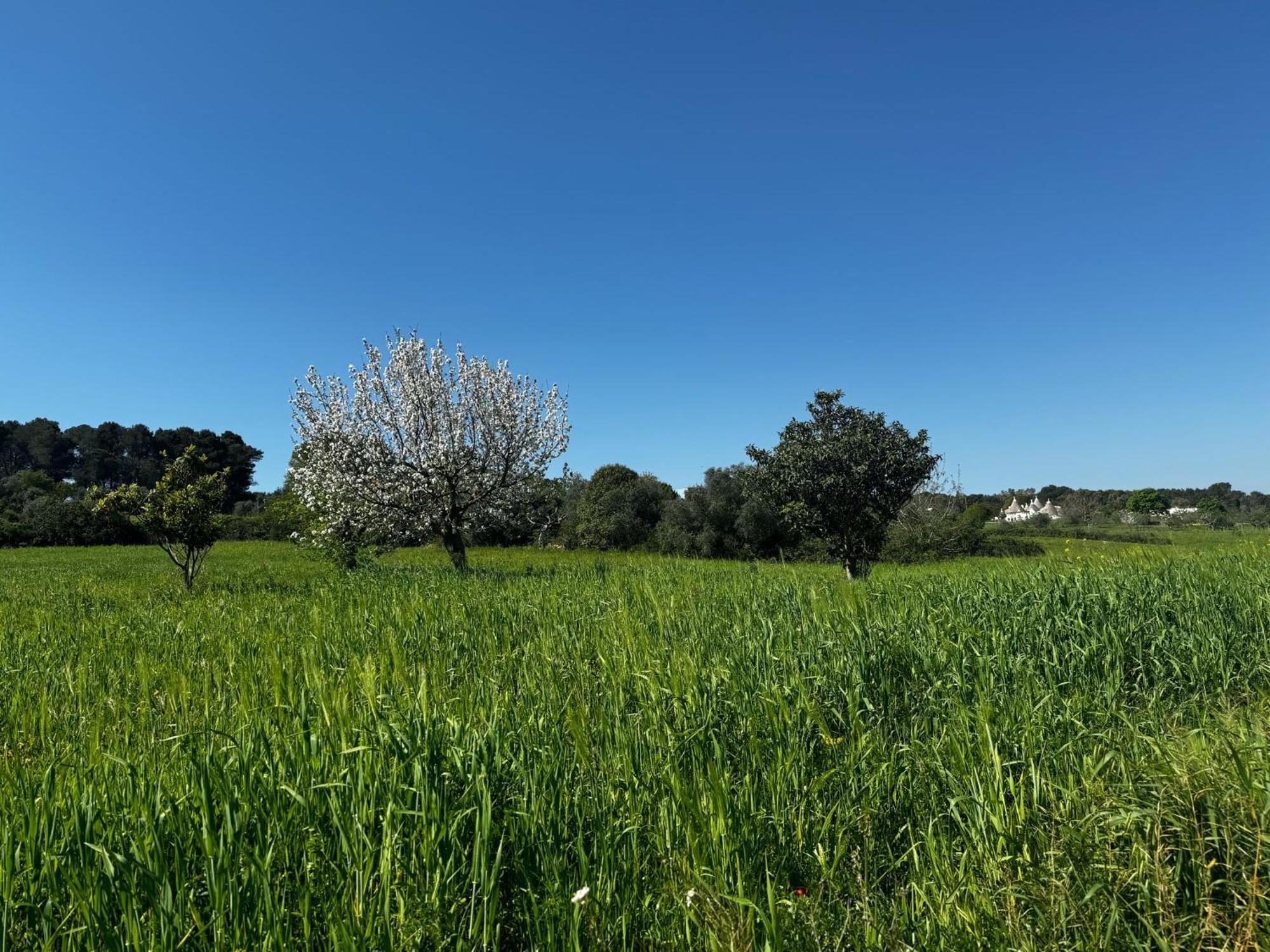 马丁纳弗兰卡Trulli Del Sole别墅 外观 照片