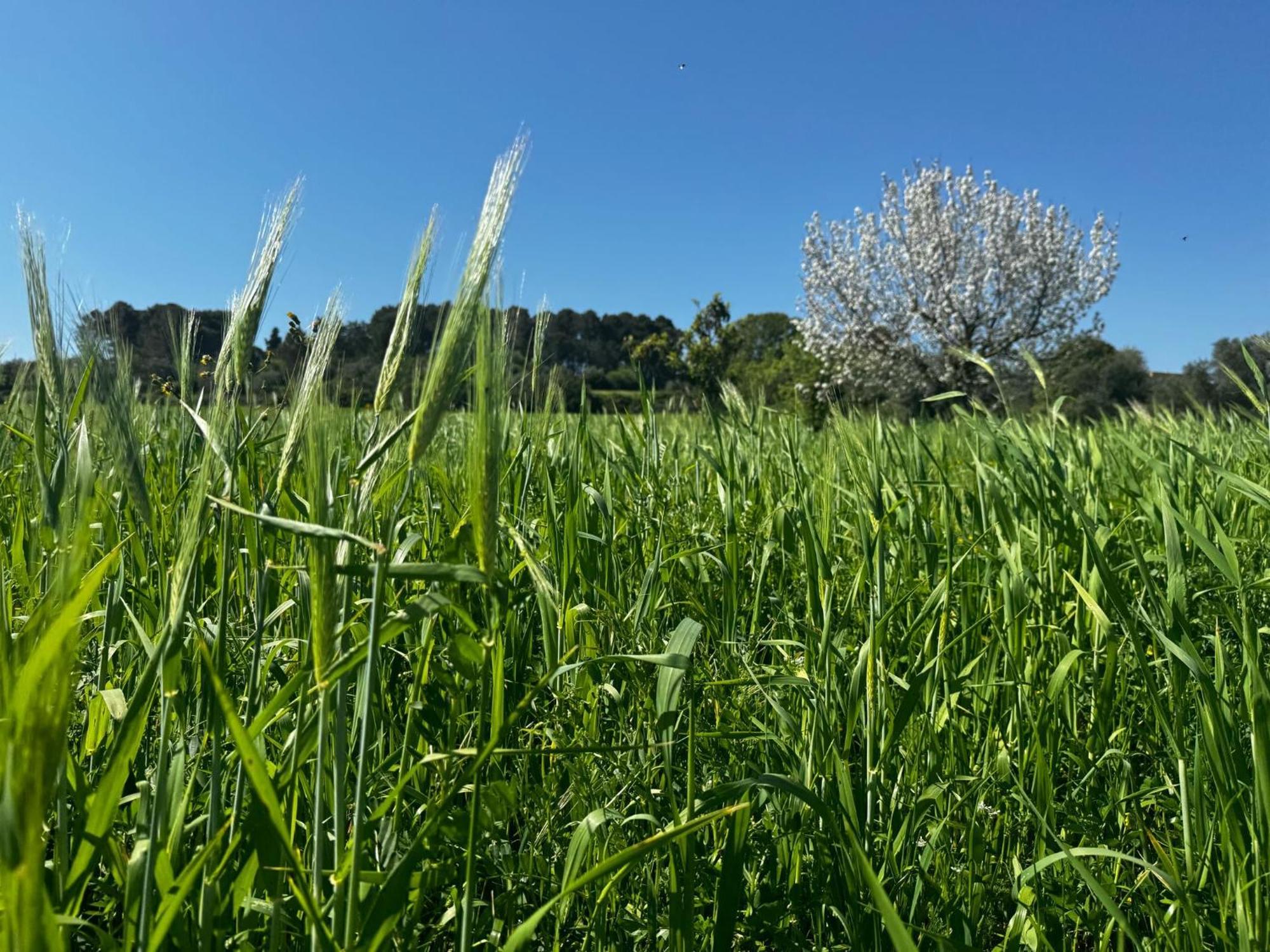 马丁纳弗兰卡Trulli Del Sole别墅 外观 照片